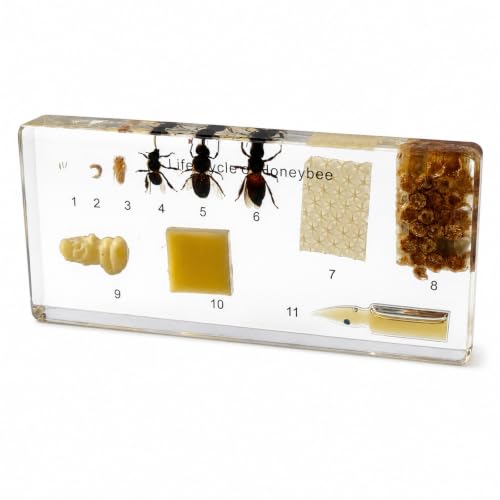Honey Bee Life Cycle Resin Specimen Kit - 11 Stages of Bee Development Preserved in Clear Resin,Biology Teaching Aid,Homeschool Science,Unique Home Office Desk,Gift (5.51×2.52×0.71) - color: Life Cycle of Honeybee