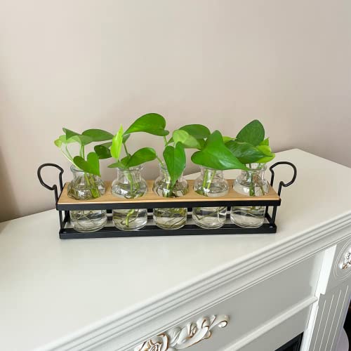 Plant Propagation Station with 5 Glass Jars, Retro Hydroponic Planter Vase - color: Black – 5 Tray