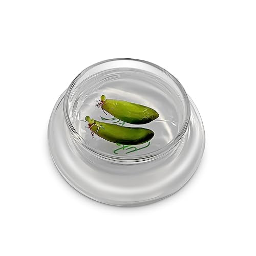 Bloomify Terra Gel Plant Propagation Seed Starter Tray with Glass Dome – Advanced Technology Gardening Supplies Plant Propagation Station for Succulents – Easy to Use Seed Starter Kit