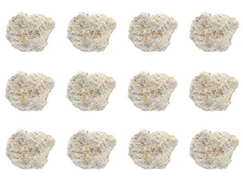 EISCO 12PK Raw Volcanic Tuff, Igneous Rock Specimens - Approx. 1" Geologist Selected & Hand Processed Great for Science Classrooms Class Pack- Eisco Labs
