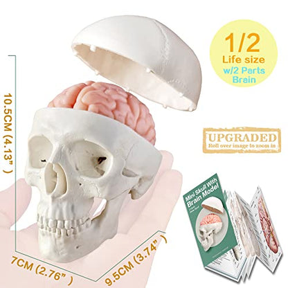 Human Body, Skeleton, Heart, Half Size Skull with Brain Models