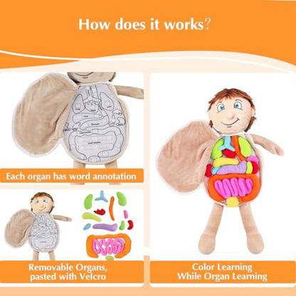 Vocheer Human Body Anatomy Toy, Human Body Model for Kids, Montessori Plush - color: Blue