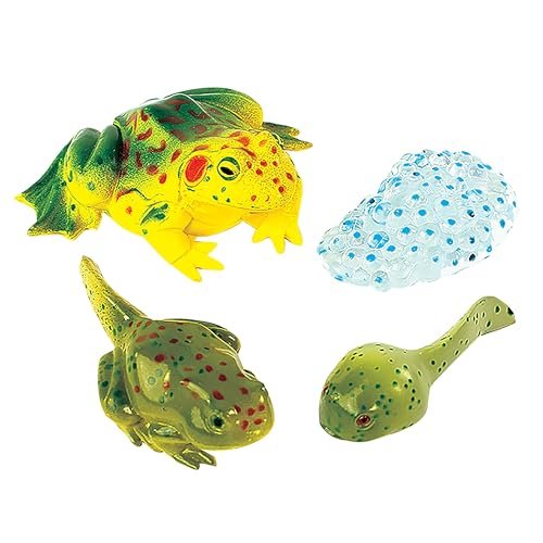 Frog Life Cycle Figurines | 4-Piece Educational Set – Stages of Frog Development – STEM Science Learning for Ages 4+ - style: Frog