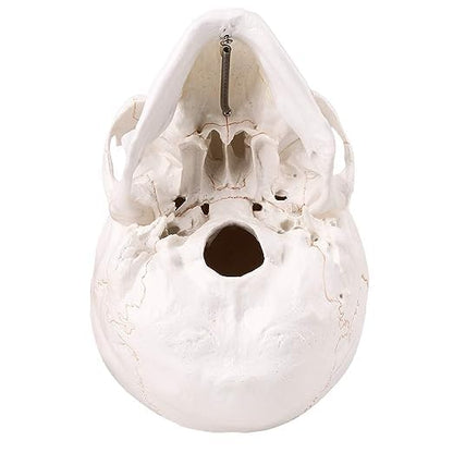 RONTEN Human Skull Anatomical Model with Line, Life Size, White/Off-White PVC Skull, 3-Part (Calvaria, Base, Mandible), Medical Education & Teaching Tool, Includes Free Chart & 12-Month Service - style: Skull Model with Paint Line