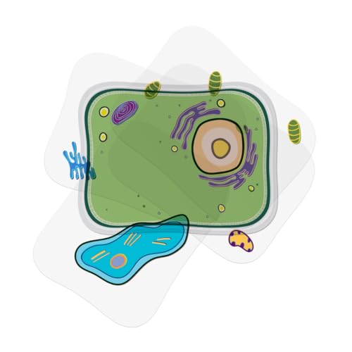 Roylco Plant Cell Model – Back to School STEM Kit for Kids, Transparent Plant Cell Building Set for Classroom Life Science Lessons & Hands-On Biology Activities