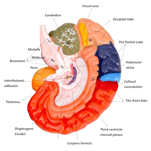 ZENFUN Life-Size Human Brain Anatomical Model, Color-Coded Partitioned Brain, 2 Parts, Anatomically Accurate Brain Model for Educational Settings Display Teaching Medical Model