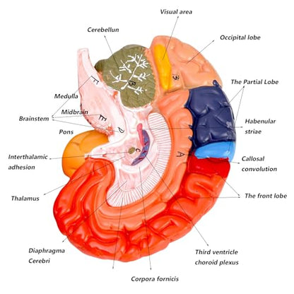 ZENFUN Life-Size Human Brain Anatomical Model, Color-Coded Partitioned Brain, 2 Parts, Anatomically Accurate Brain Model for Educational Settings Display Teaching Medical Model