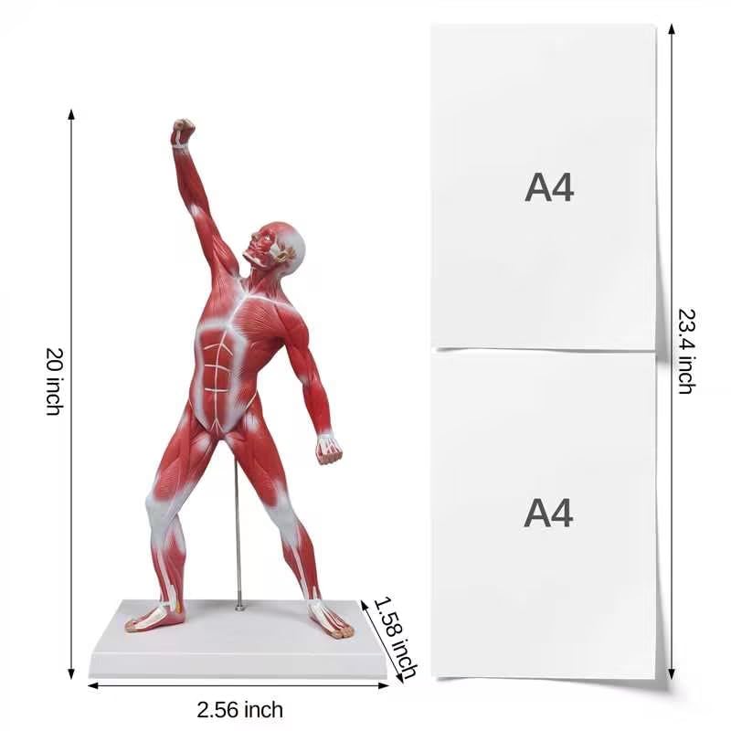 Ultrassist Human Muscle Anatomy Model, 20-Inch Figure