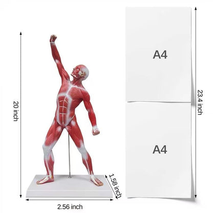 Ultrassist Human Muscle Anatomy Model, 20-Inch Figure