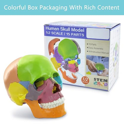 New Anatomy Skull Model 15 Parts Human Color Exploded Skull Detachable - color: Colorful Skull