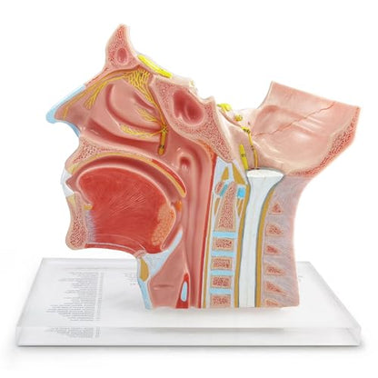 Human Cranial and Autonomic Nerves Anatomical Model, Life Size