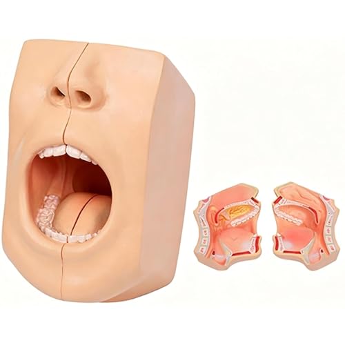 Oral Anatomy Model - Two Piece Facial Skull Model