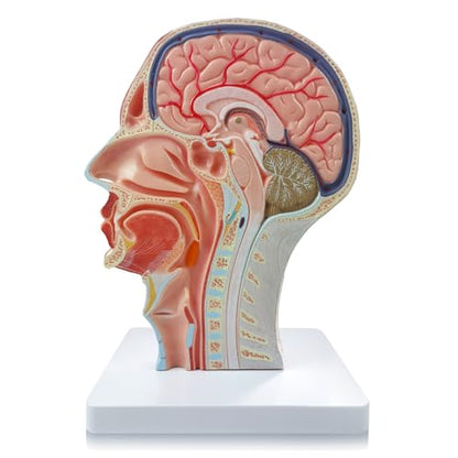 2026 New Life Size Anatomical Head Model Skull,Half Human Head