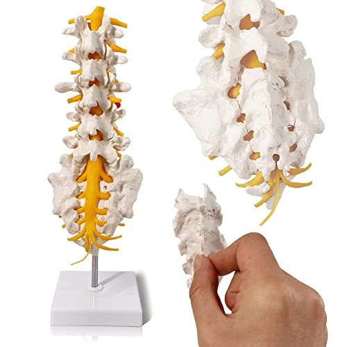 Lumbar Spine Anatomy Model with Sacrum and Spinal Nerves and Base