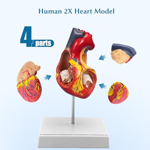SFXYJ 2X Enlarged Anatomical Heart Model,4-Part Removable with Ventricles Atria Valves Veins Artery 49 Anatomy Structures Number Manual Magnets Display Base for Science Classroom and Cardiology Study - size: 7.8"L x 5.9"W
