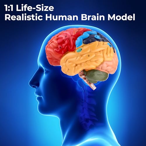 Human Brain Model, Life Size Brain Anatomy Model, 2-Part PVC Brain Model with Laser-Engraved Numbers, Color-Coded Regions, Base & Reference Card for Science Education & Anatomy Study
