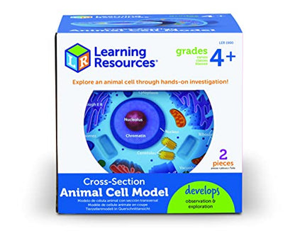 Learning Resources Cross-Section Animal Cell Model