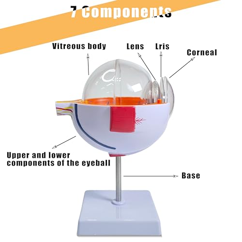 6X Enlarged Eyeball Model, Eye Anatomy Model, Human Eye Anatomical Model for Medical, Educational, or Teaching, with Detailed Product Manual