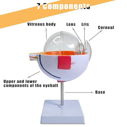 6X Enlarged Eyeball Model, Eye Anatomy Model, Human Eye Anatomical Model for Medical, Educational, or Teaching, with Detailed Product Manual