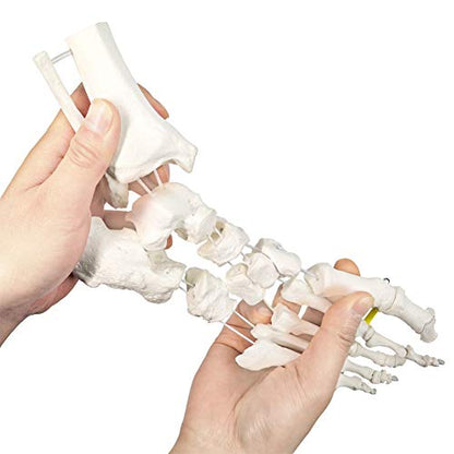 NEW HORIZON Foot Skeleton Model On Elastic, W/Tibia-Fibula Stump Strung Elastic Bungee, Natural Cast for Accurate Representation Study Kinematics Podiatrist Orthotisit Physiotherapist