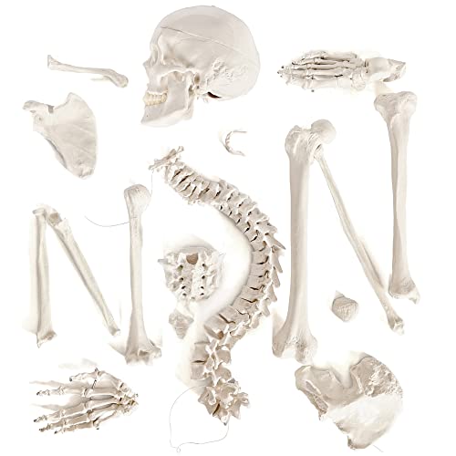 Human Anatomy Skeleton Model, 67 Inches / 170Cm, 1:1 Life Size