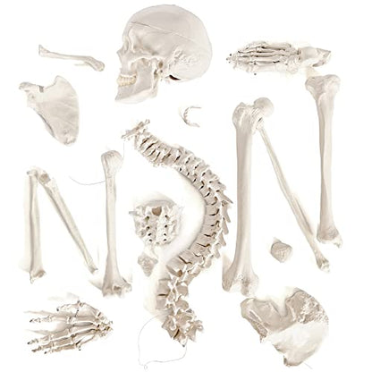 Human Anatomy Skeleton Model, 67 Inches / 170Cm, 1:1 Life Size