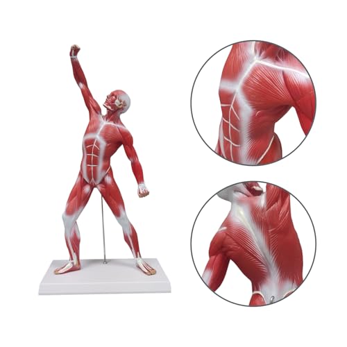 Ultrassist Human Muscle Anatomy Model, 20-Inch Figure