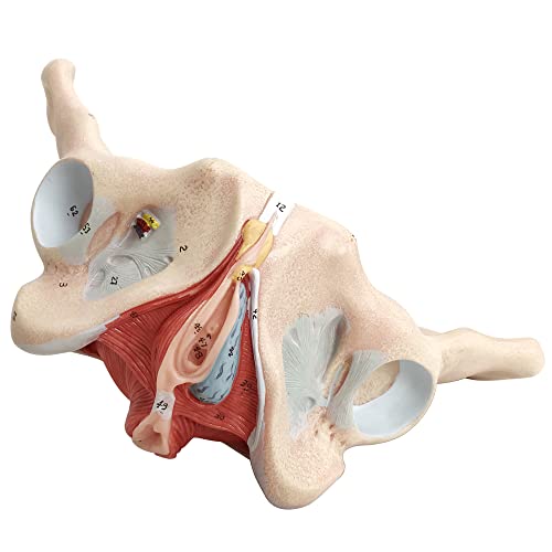 Female Pelvis Muscle Model, with Pelvis/Pelvic Floor Muscle/Perineum