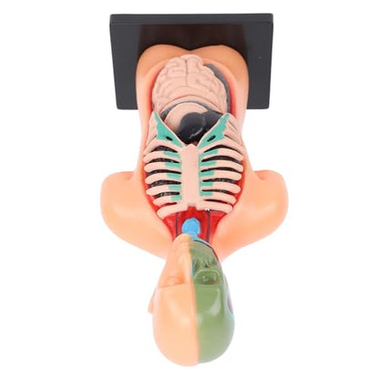 Human Body Model for Kids, Human Torso Anatomy with Removable Organs and Ribs, Educational Science Kit for School and Home Learning