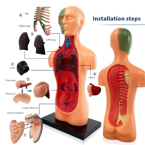 Human Body Model for Kids, Human Torso Anatomy with Removable Organs and Ribs, Educational Science Kit for School and Home Learning