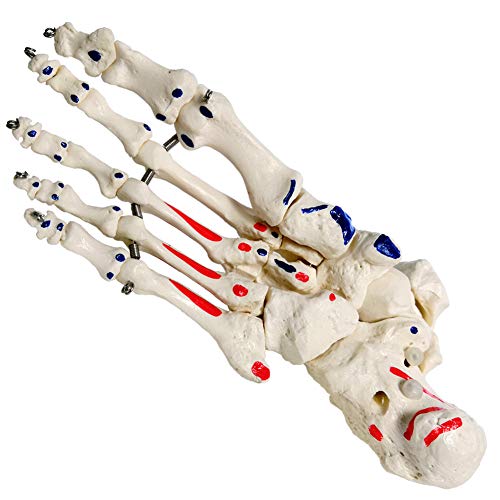 Human Foot and Ankle Model, Life Size W/Muscle Origin & Insertions Painted