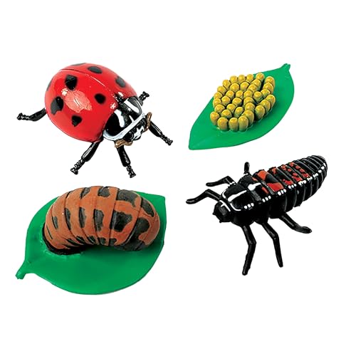 Ladybug Life Cycle Figurines – 4-Piece Educational Set – Oversized Bug Models for Preschool, STEM Science, Sequencing & Classroom Biology Lessons – Ages 4+ - style: Ladybug