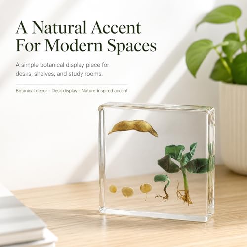 Bean Germination Resin Specimen,5 Stages of Bean Seed Growth Preserved in Clear Resin, Biology Teaching Aid,Homeschool Science,Unique Home Office Desk,Gift (3.74×3.74×0.79 in)