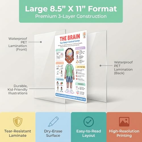 JELLY BEAN GENIUS Human Brain Poster – Laminated Dry-Erase Anatomy Chart for Classroom & Homeschool | Nervous System Science Wall Poster 8.5x11 - color: Human Brain