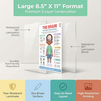 JELLY BEAN GENIUS Human Brain Poster – Laminated Dry-Erase Anatomy Chart for Classroom & Homeschool | Nervous System Science Wall Poster 8.5x11 - color: Human Brain