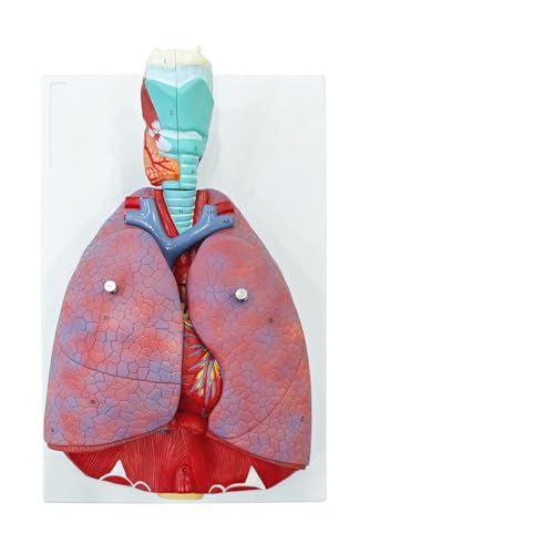 JNMFTD Human Respiratory System Model,1:1 Life Size Human Larynx Heart Lungs Anatomy Model 7-Parts Removable Organs with Product Manual Card PVC Labeled Number for Medical Study Display Educational