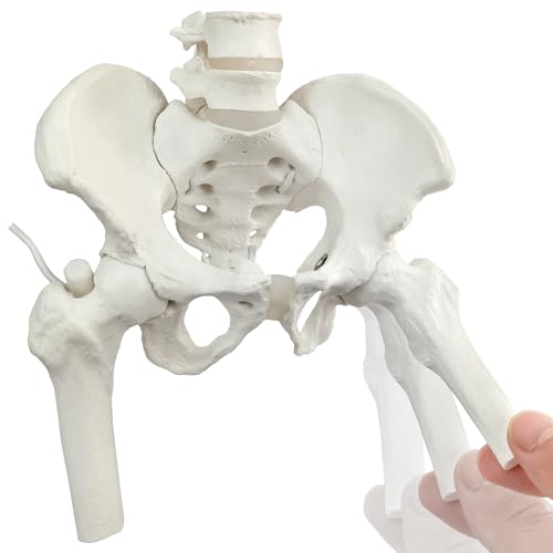 Female Pelvis Skeleton On Elastic with Movable Femur Heads, Mini Size,