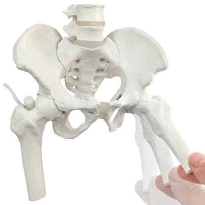 Female Pelvis Skeleton On Elastic with Movable Femur Heads, Mini Size,