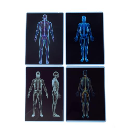 Ice Cream Counting Toy & Human Body X-Ray Set – Number Matching Cones and Anatomy Learning Cards for Kids STEM Education and Classroom Activities