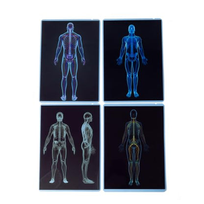 Ice Cream Counting Toy & Human Body X-Ray Set – Number Matching Cones and Anatomy Learning Cards for Kids STEM Education and Classroom Activities