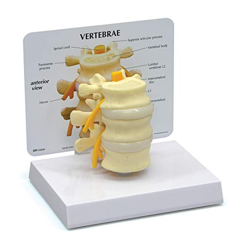 GPI Anatomicals Basic Vertebrae Model with L2, L3, and L4, Spine Model - style: Basic Vertebrae Model