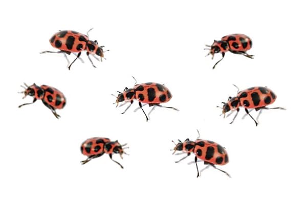 Insect Lore Ladybug Land | Ladybug Growing Kit Habitat | Redeem Voucher For Live Ladybug Larvae