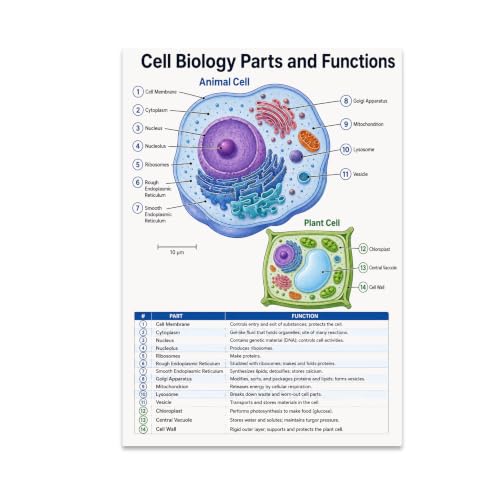 Cell Biology Parts and Functions Poster - Science Classroom Decor - 13x19
