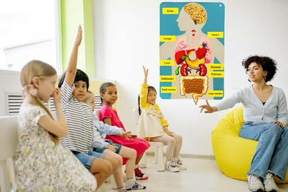Human Body Model for Kids-Human Body Parts Learning Felt Board Set for Toddlers-Felt Wall Activities-Educational Storytelling Toy for Daycare Home Preschool-Teacher Daycare Supplies
