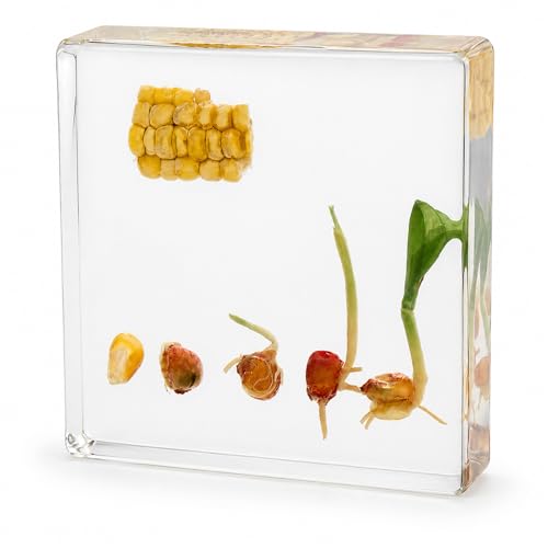 Corn Germination Resin Specimen Kit - 6 Stages of Corn Seed Growth Preserved in Clear Resin, Biology Teaching Aid,Homeschool Science,Unique Home Office Desk,Gift (3.74×3.74×0.79 in) - color: Corn Germination