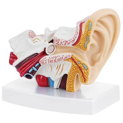 QWORK Ear Model, 1.5X Enlarged Human Ear Anatomy Model, Detailed PVC Structure with Hand-Painted Finish Inner Ear Model