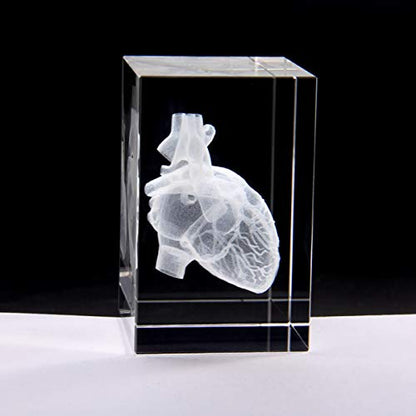 3D Human Heart Anatomical Model Paperweight(Laser Etched) in Crystal Glass Cube Science Anatomy Gift (No Included LED Base)(3.1x2x2 inch)
