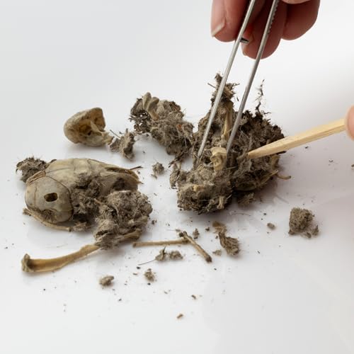 Extra Small Owl Pellets, 30 Pack