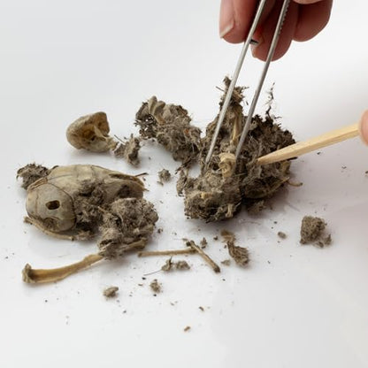 Bargain Bucket, 100 Small Owl Pellets with Teachers Guide and Bone Sorting Sheets