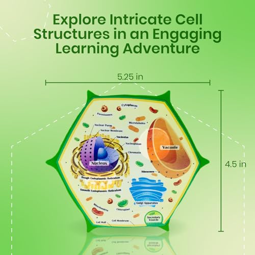 Merhoff & Larkin Animal & Plant Cell Cross Sectional Foam Models Bundle | Great for Classroom Learning, Teaching & STEM Kits | Clearly Labeled Organelles | Useful for Biology, Anatomy & Scie